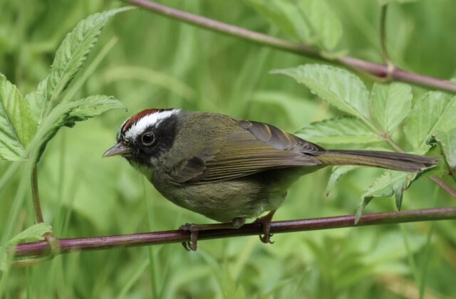 Black-cheeked Warbler