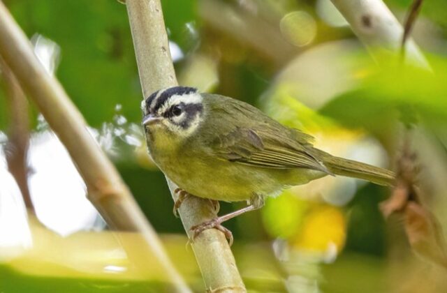 Yungas Warbler
