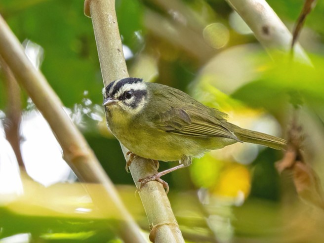 Yungas Warbler