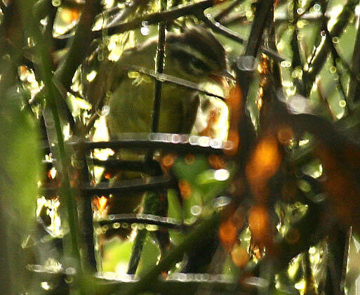 Three-striped Warbler