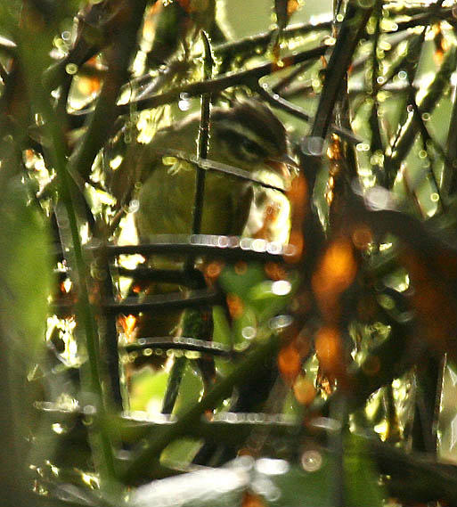 Three-striped Warbler