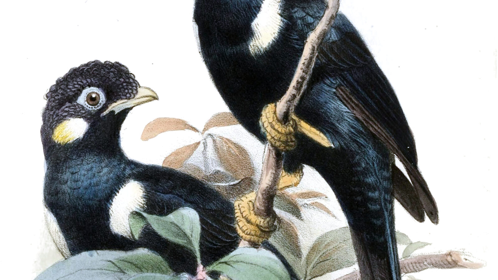Long-crested Myna