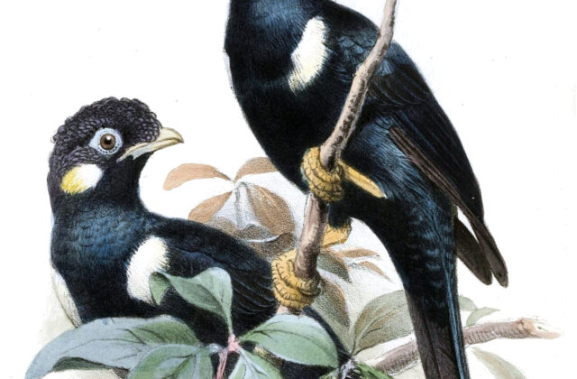 Long-crested Myna