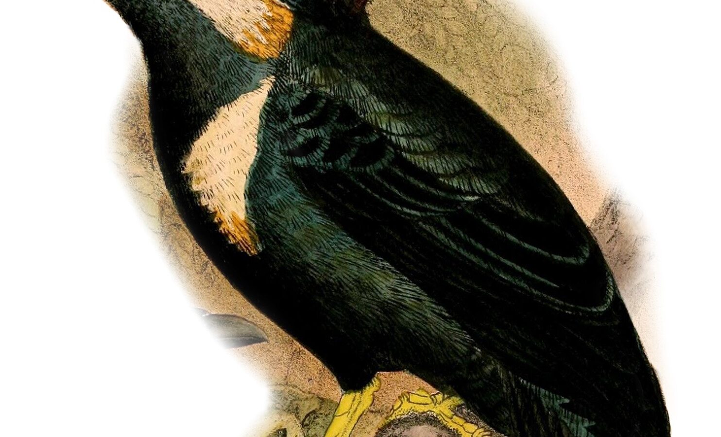 Helmeted Myna