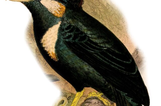 Helmeted Myna