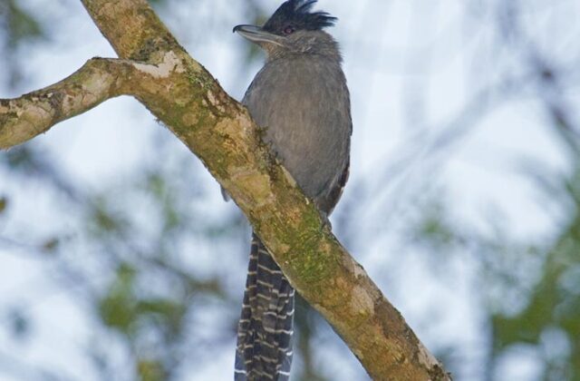 Giant Antshrike