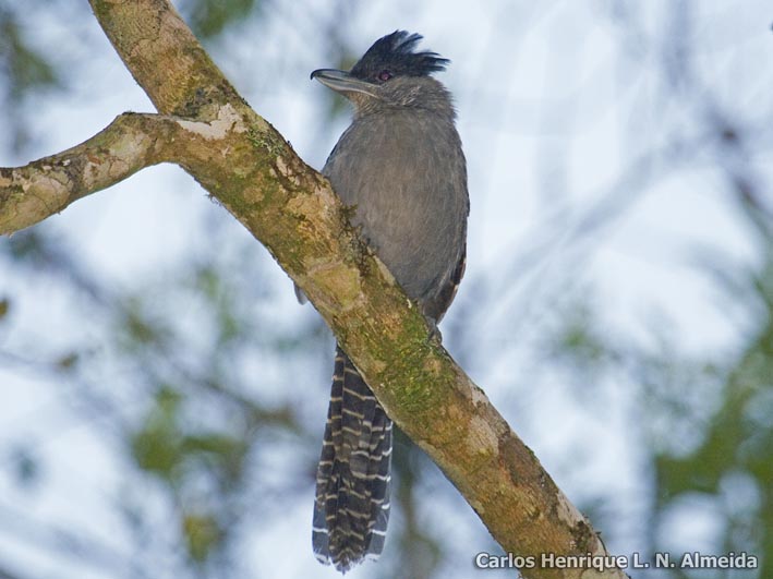 Giant Antshrike
