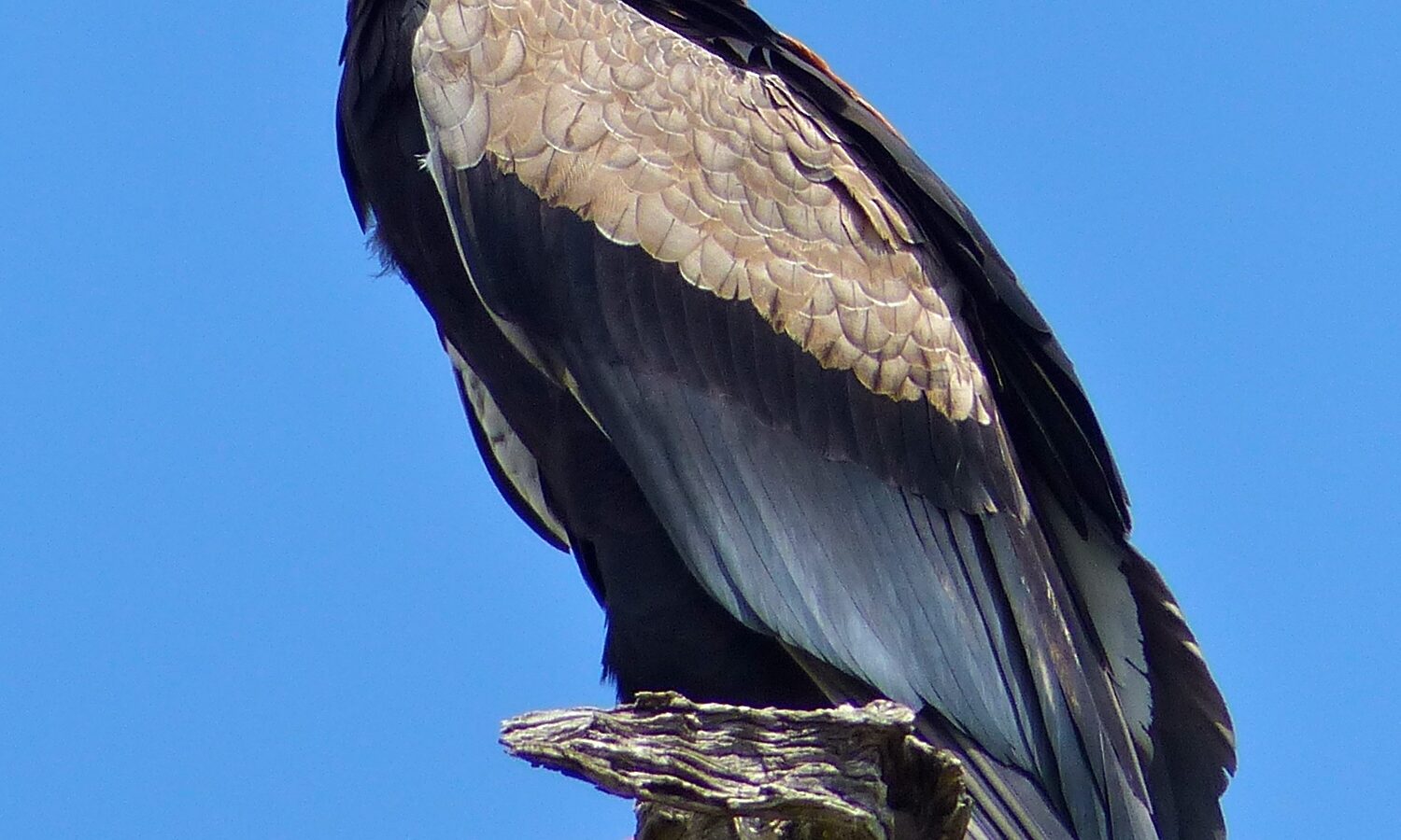 Bateleur