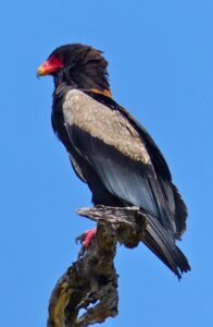 Bateleur