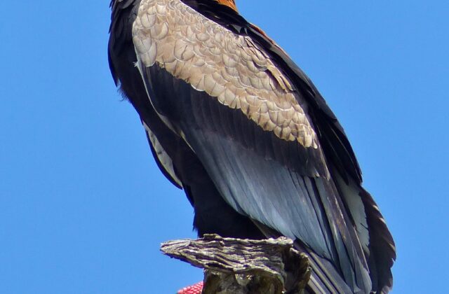 Bateleur