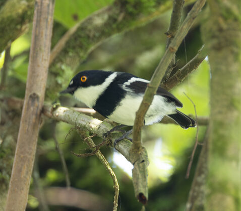 Rwenzori Batis