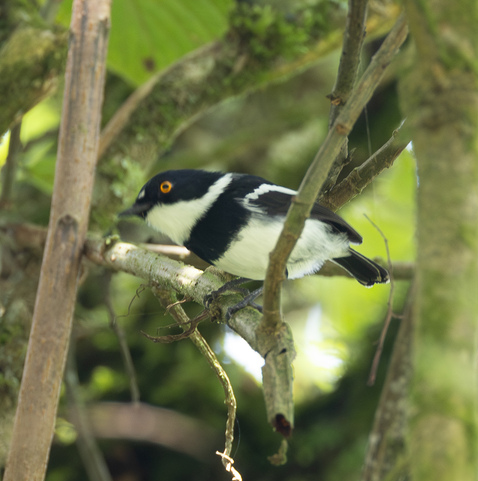 Rwenzori Batis