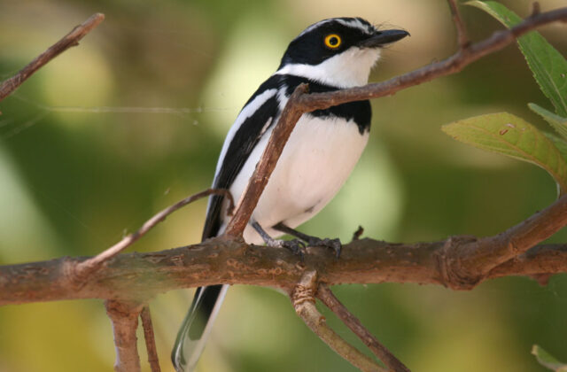 Grey-headed Batis