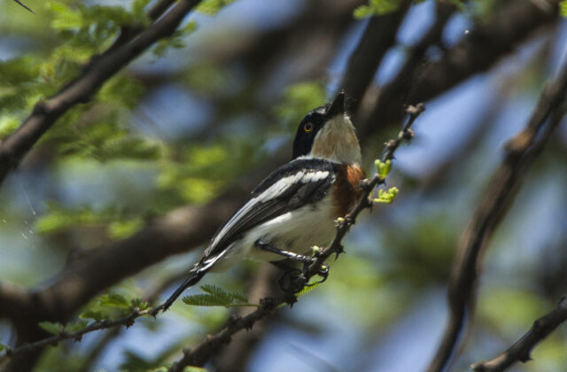 Pygmy Batis