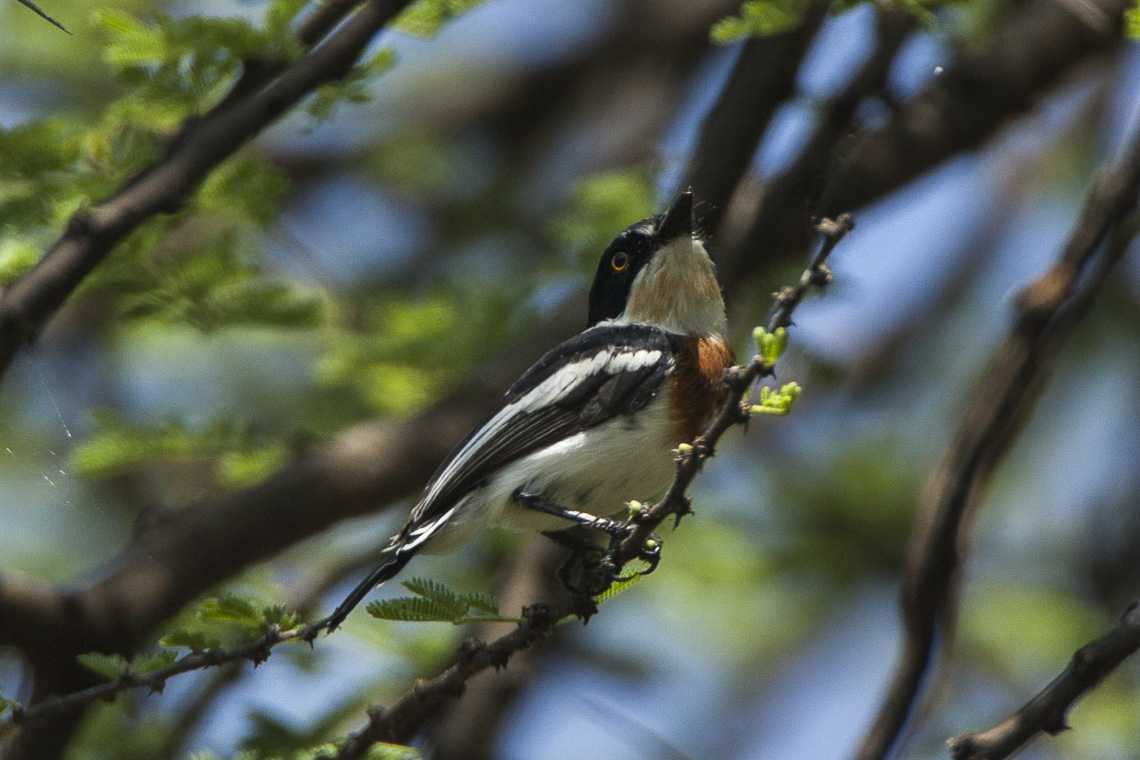 Pygmy Batis
