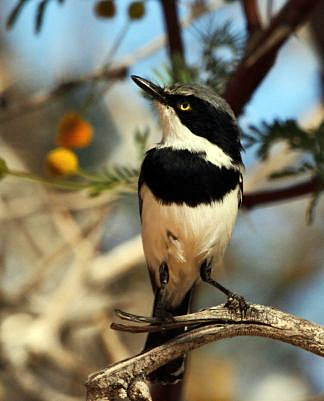 Pririt Batis