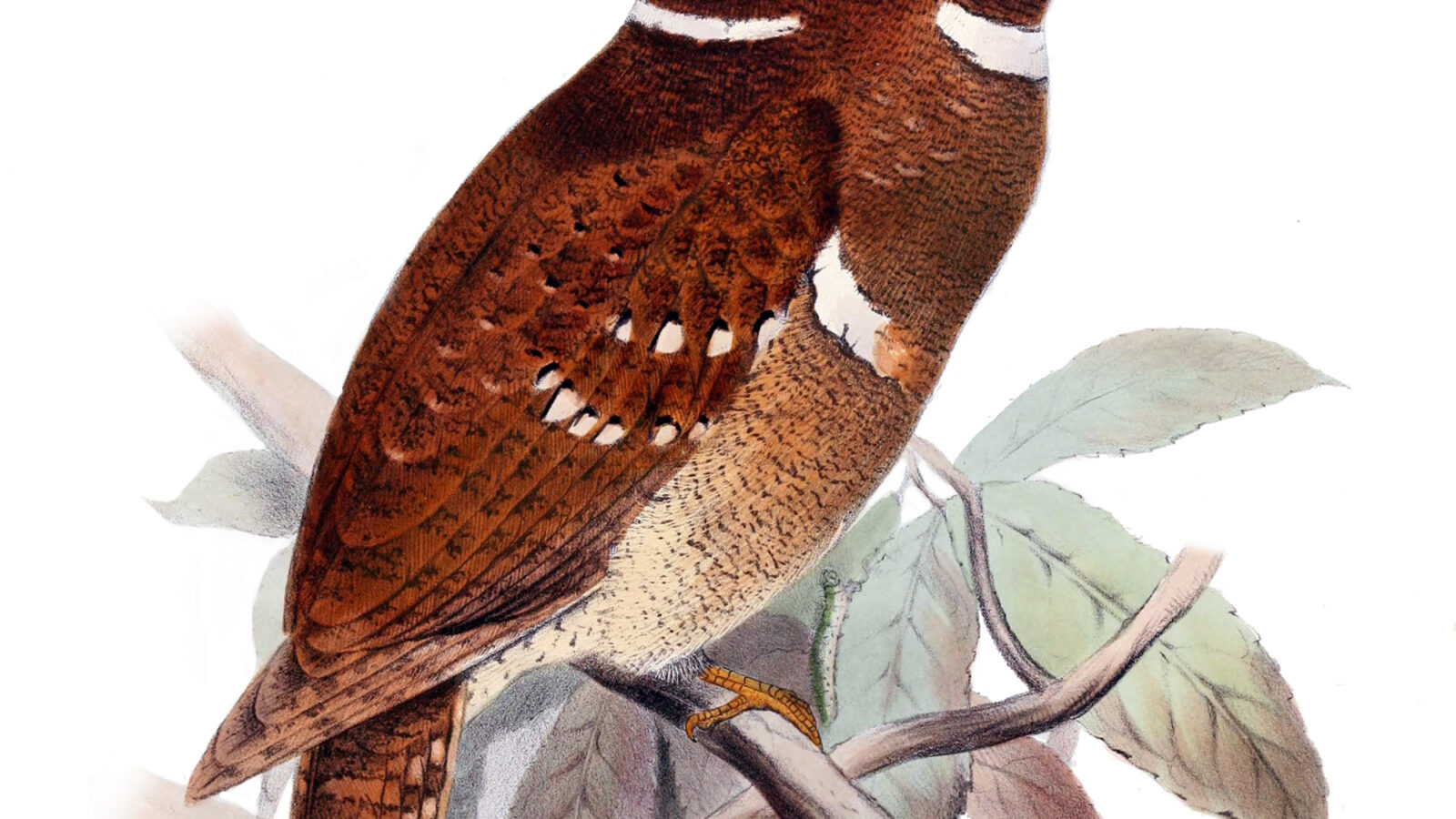 Philippine Frogmouth
