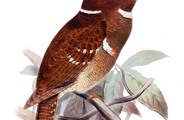 Philippine Frogmouth