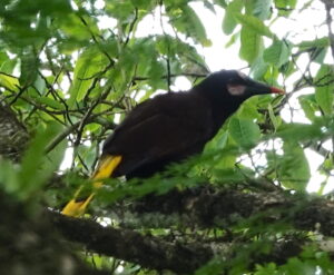 Baudo Oropendola