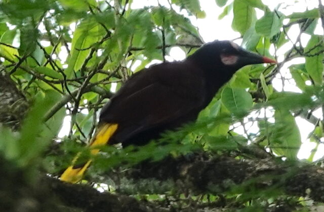 Baudo Oropendola
