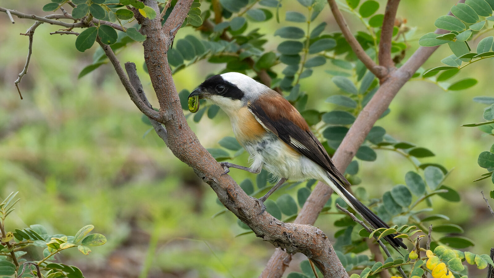 Bay-backed Shrike