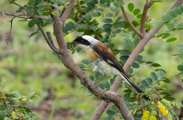 Bay-backed Shrike