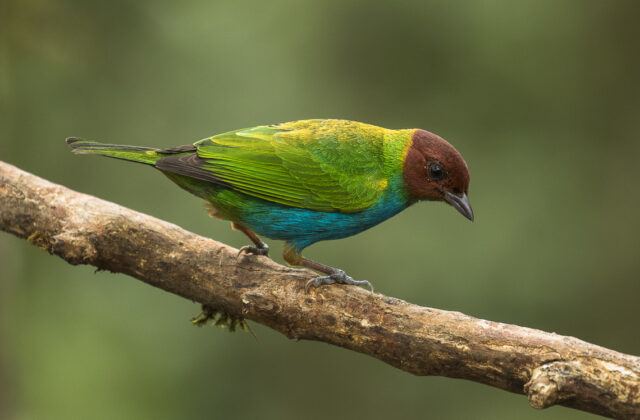 Bay-headed Tanager