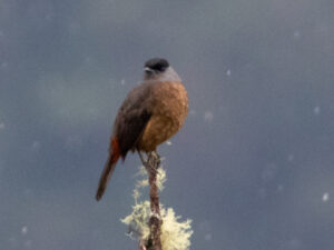 Bay-vented Cotinga