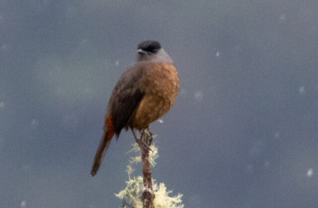 Bay-vented Cotinga