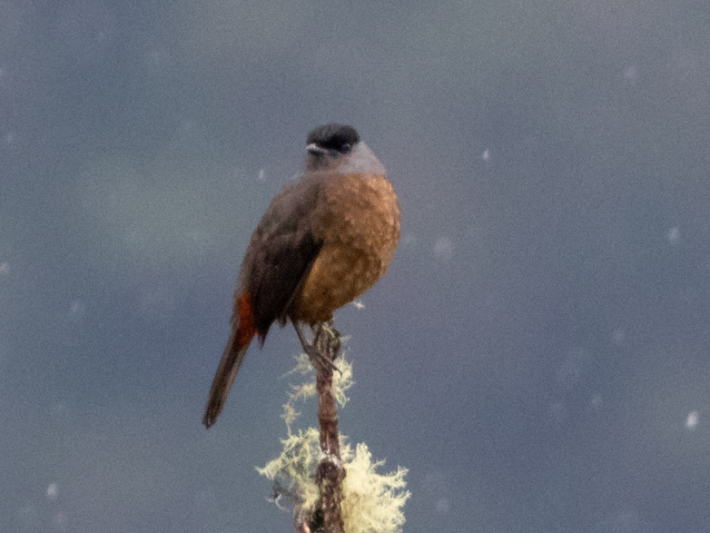 Bay-vented Cotinga