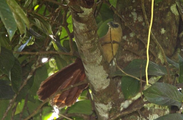 Bay Coucal