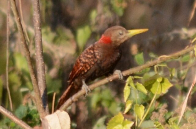 Bay Woodpecker