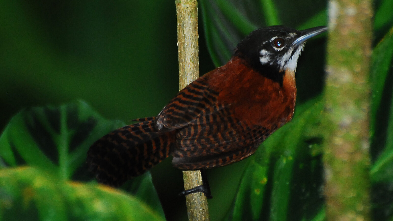 Bay Wren