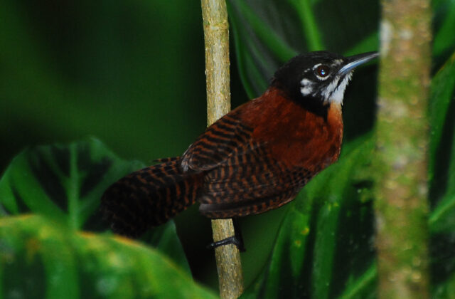 Bay Wren