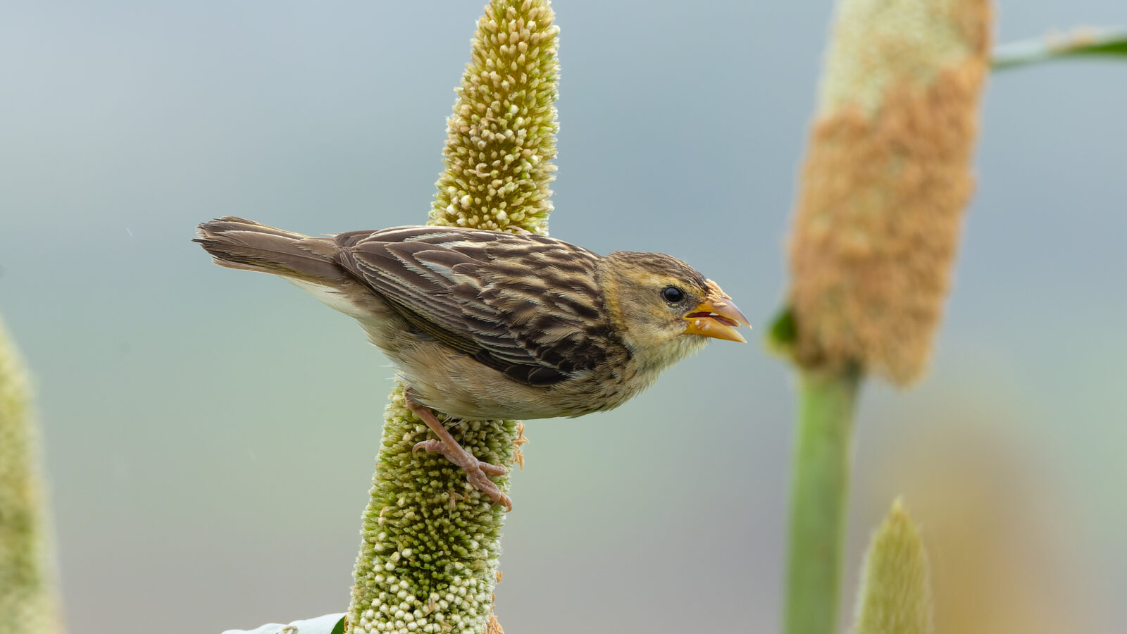 Baya Weaver