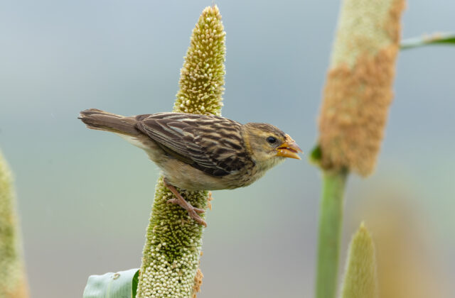 Baya Weaver