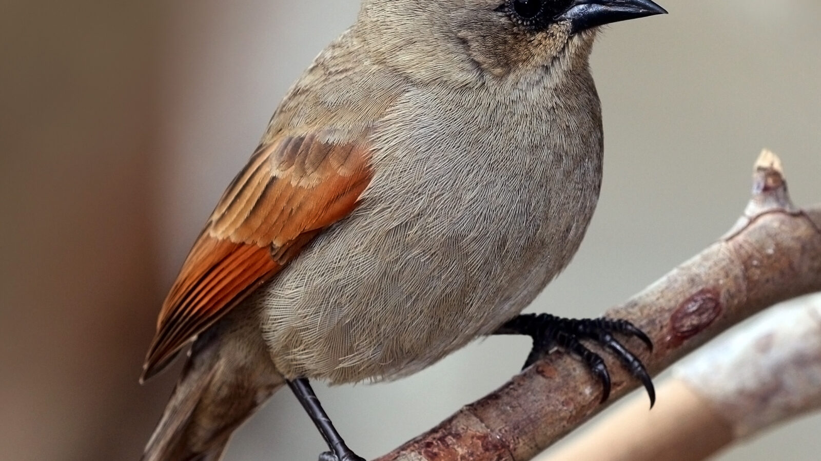 Greyish Baywing