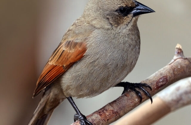 Greyish Baywing