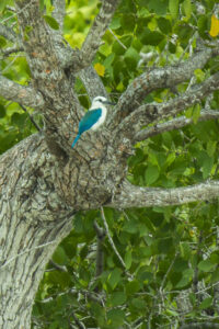 Beach Kingfisher
