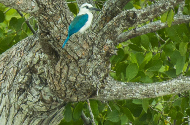 Beach Kingfisher