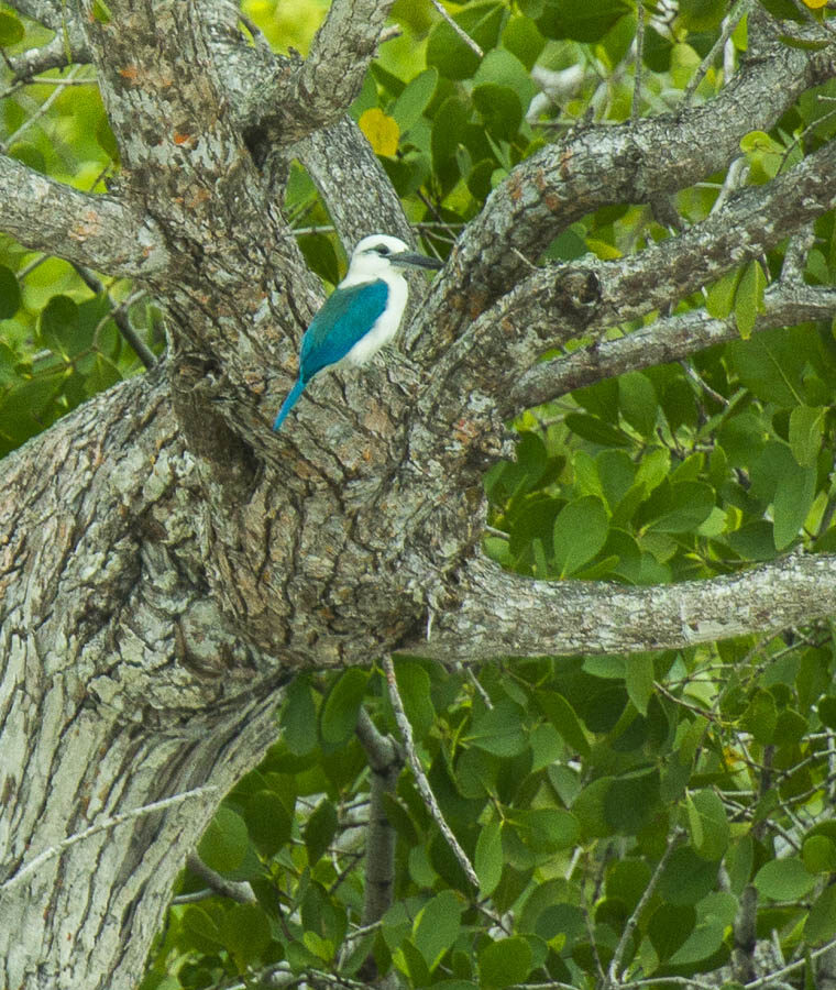 Beach Kingfisher
