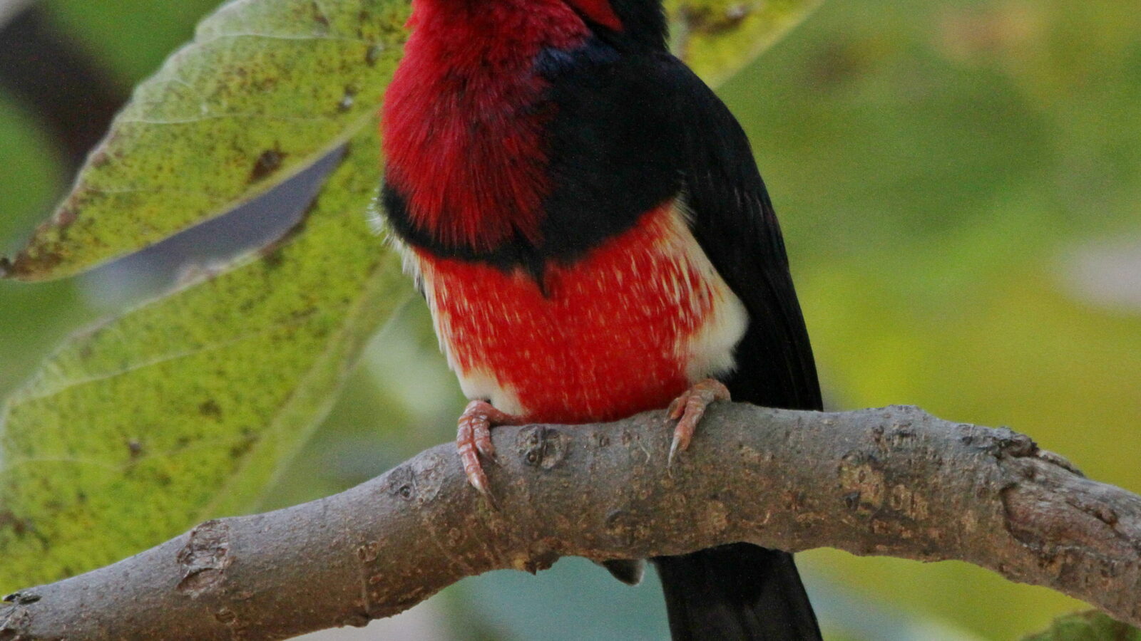 Bearded Barbet
