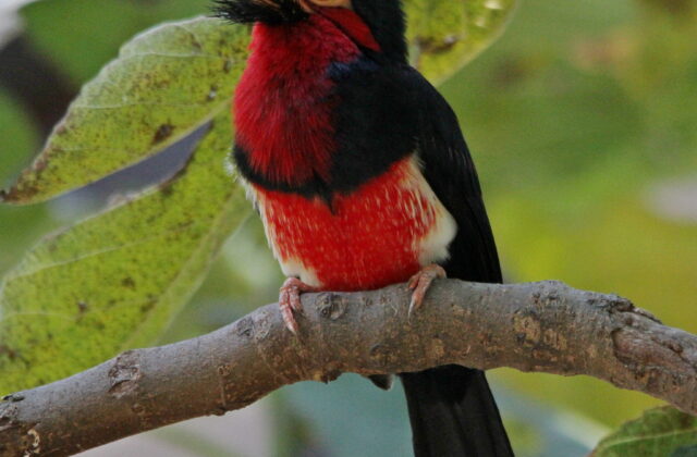 Bearded Barbet