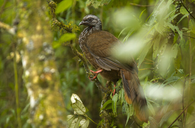 Bearded Guan