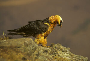 Bearded Vulture