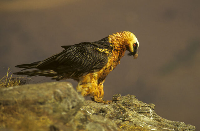 Bearded Vulture