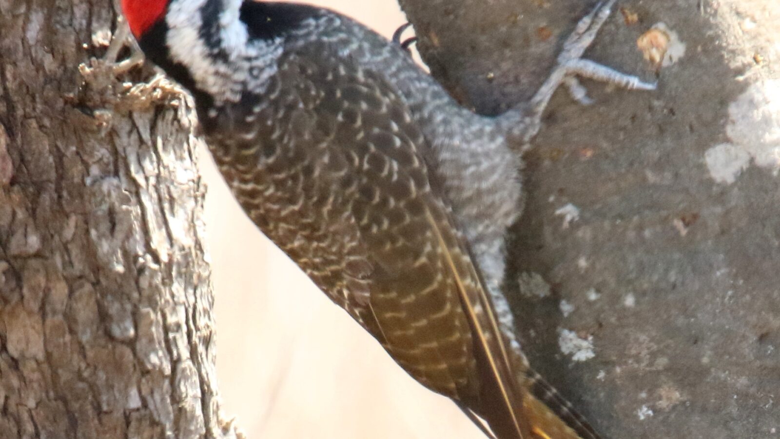 Bearded Woodpecker
