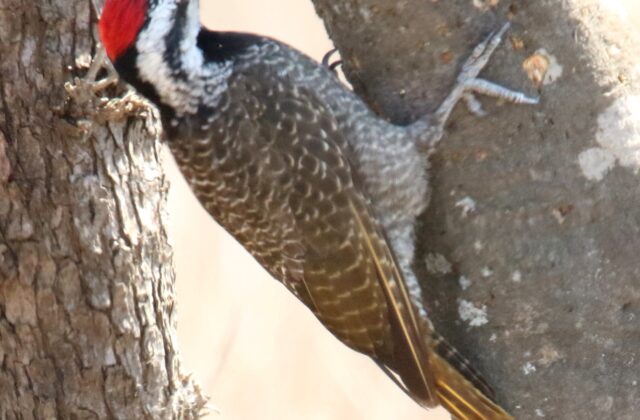 Bearded Woodpecker