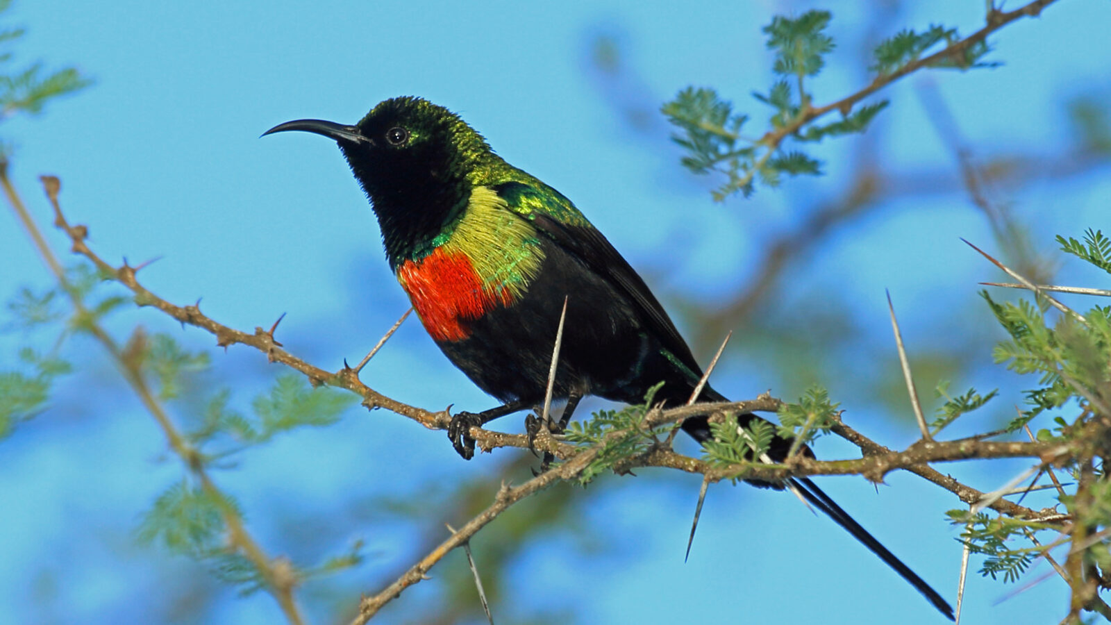 Gorgeous Sunbird