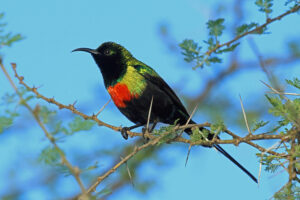 Gorgeous Sunbird